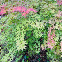 今日の花