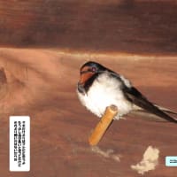 ツバメ ～その２～
