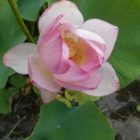 蓮の花咲いたと思ったらいつの間にか