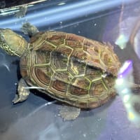 クサガメ　甲長約7cm
