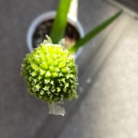 ネギ：花芽ができ開花