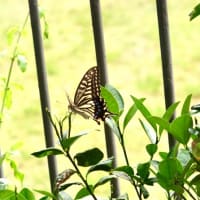 アゲハ蝶来宅