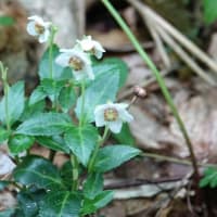 山野草アクシバ(灰汁柴）のお花見です、