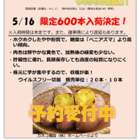 『栗かぐや®️』サツマイモ苗🍠限定販売決定‼️
