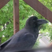 毎日家庭訪問⁈(笑)するカラスさん