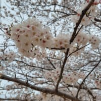 頑張れたこととゆずライブ(追記あり）