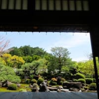 ★「そうだ京都、行こう。30th」妙満寺の森、サクラ山へ