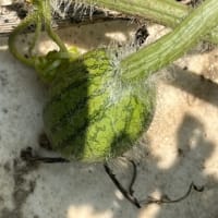 スイカの成長は順調ですが？