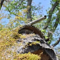 川崎市立民家園＊歩きカメラ４８