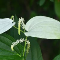 6月下旬、空と花