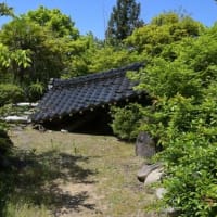 新緑のヤマモミジ、西慶寺を尋ねて (石川県指定天然記念物)