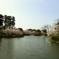桜・桜・桜 ( All Cherry Blossoms )
