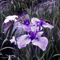 花菖蒲