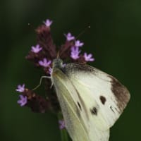 カワセミ