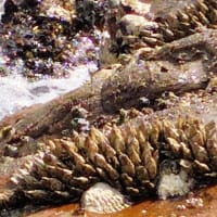 「セイ（カメノテ）」～磯の恵み