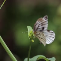 春の妖精ツマキチョウ