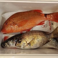 玉網でいろいろ掬う、地球も救う？