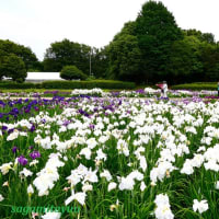 「県立相模原公園」の「水無月園」では「ハナショウブ」が満開へ！！