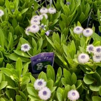 日本ライン花木センター♪始めて行きました(*^^*ゞ