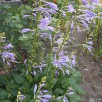 恵みの雨！いろいろ