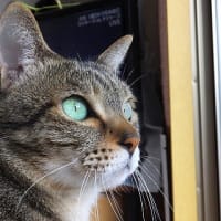 バードウォッチング