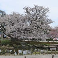 兼六園の桜①2022