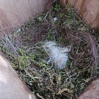 庭の柿の木にかけた巣箱に入ったシジュウカラが抱卵をはじめた！　　　　　千葉県印旛郡栄町に住む友人から　