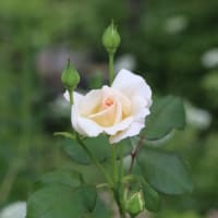 日陰の庭に咲く花達