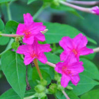 朝の散歩　キキョウの花　　　26
