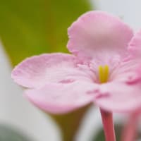におい桜　紅富士2024
