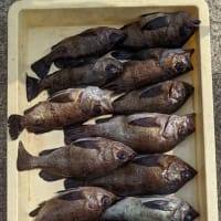 3月13日(日)の釣果と今後の出船予定