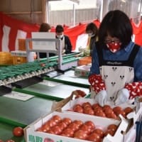 JA鳥取中央のトップバッターとして出荷がはじまりました‼～大原トマト～