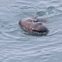 大きく育った・・
