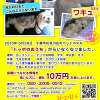 わきゅちゃんを探しています