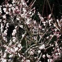 庭の花木（3月）ベニバナユキヤナギ、ウグイスカグラ