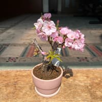 私の小さな桜