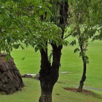 皐月の公園情景　その　6