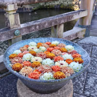 行田花手水weekと吉田のうどん。