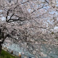 0405さくらさくさくら