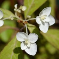 鉢植えのヤマアジサイ　d、白妙