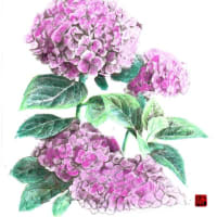 色鉛筆画「紫陽花」A4		