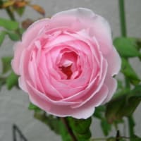 優しさのお返し