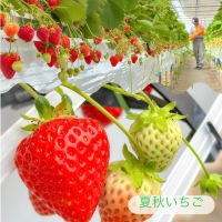 🍓軽井沢いちご、二つの季節が交差する🍃