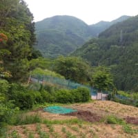 令和７年６月８日・今朝の東祖谷15℃（15.3℃）　　　　　　　　　　　　　08:00過ぎから雨の降るお天気に