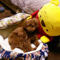 goo blog