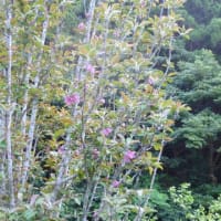 リンゴの花