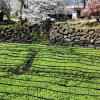 春を求めて安曇野を散策