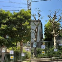 数年間放置されたモチの木を剪定でサッパリスッキリ｜庭木の手入れで景観も気分も一新！