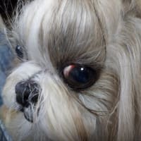 凛ちゃんの目も回復