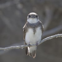 ショウドウツバメ